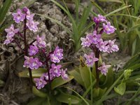 Orchis quadripunctata 10, Saxifraga-Willem van Kruijsbergen