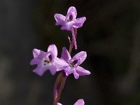 Orchis quadripunctata 11, Saxifraga-Jan van der Straaten