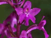 Orchis quadripunctata 15, Saxifraga-Hans Dekker