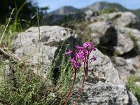 Orchis quadripunctata 18, Saxifraga-Dirk Hilbers