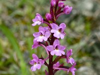 Orchis quadripunctata 19, Saxifraga-Harry Jans