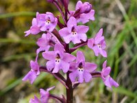 Orchis quadripunctata 22, Saxifraga-Harry Jans