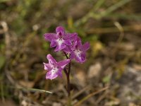 Orchis quadripunctata 3, Saxifraga-Willem van Kruijsbergen