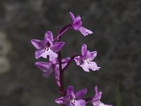 Orchis quadripunctata 5, Saxifraga-Willem van Kruijsbergen