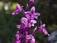 Orchis quadripunctata 6, Saxifraga-Willem van Kruijsbergen