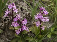 Orchis quadripunctata 9, Saxifraga-Willem van Kruijsbergen