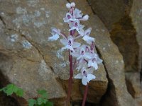 Orchis sezikiana 10, Saxifraga-Ed Stikvoort