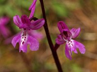 Orchis sezikiana 2, Saxifraga-Hans Dekker