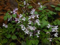 Orchis sezikiana 4, Saxifraga-Ed Stikvoort