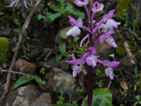 Orchis sezikiana 8, Saxifraga-Ed Stikvoort : s10 cyprus