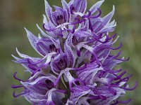 Orchis simia 10, Aapjesorchis, Saxifraga-Willem van Kruijsbergen