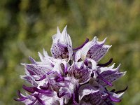 Orchis simia 3, Aapjesorchis, Saxifraga-Willem van Kruijsbergen