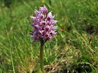 Orchis simia 4, Aapjesorchis, Saxifraga-Hans Dekker