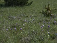 Orchis simia 8, Aapjesorchis, Saxifraga-Willem van Kruijsbergen