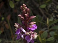 Orchis spitzelii 13, Saxifraga-Marijke Verhagen