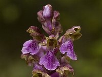 Orchis spitzelii 14, Saxifraga-Jan van der Straaten