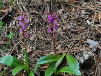 Orchis spitzelii 15, Saxifraga-Willem van Kruijsbergen