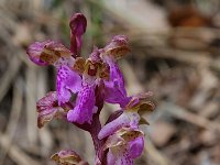 Orchis spitzelii 17, Saxifraga-Willem van Kruijsbergen