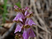 Orchis spitzelii 18, Saxifraga-Willem van Kruijsbergen