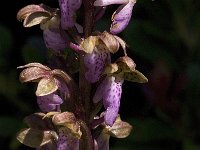 Orchis spitzelii 19, Saxifraga-Jan van der Straaten