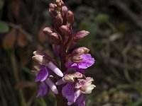 Orchis spitzelii 2, Saxifraga-Marijke Verhagen