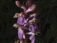 Orchis spitzelii 3, Saxifraga-Jan van der Straaten