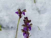 Orchis spitzelii 5, Saxifraga-Jan van der Straaten