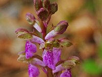 Orchis spitzelii 7, Saxifraga-Willem van Kruijsbergen