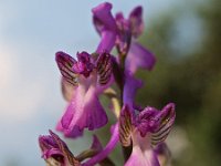 Orchis syriaca 3, Saxifraga-Hans Dekker