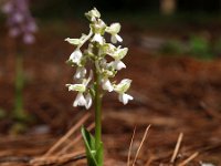 Orchis syriaca f alba 4, Saxifraga-Hans Dekker