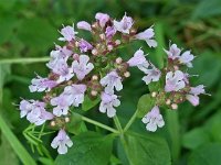 Origanum vulgare 10, Wilde marjolein, Saxifraga-Ab H Baas