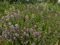 Origanum vulgare 11, Wilde marjolein, Saxifraga-Jan van der Straaten