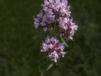 Origanum vulgare 14, Wilde marjolein, Saxifraga-Jan van der Straaten