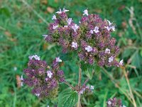 Origanum vulgare 17, Wilde marjolein, Saxifraga-Ab H Baas