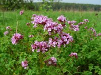 Origanum vulgare 18, Wilde marjolein, Saxifraga-Ed Stikvoort