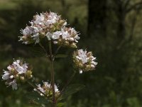 Origanum vulgare 2, Wilde marjolein, Saxifraga-Jan van der Straaten