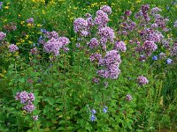 Origanum vulgare 21, Wilde marjolein, Saxifraga-Ed Stikvoort