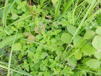 Origanum vulgare 27, Wilde marjolein, Saxifraga-Rutger Barendse