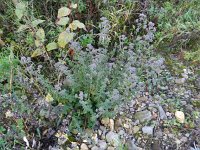 Origanum vulgare 28, Wilde marjolein, Saxifraga-Rutger Barendse