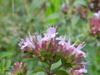 Origanum vulgare 29, Wilde marjolein, Saxifraga-Rutger Barendse