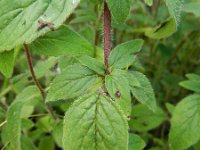 Origanum vulgare 30, Wilde marjolein, Saxifraga-Rutger Barendse