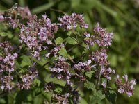 Origanum vulgare 31, Wilde marjolein, Saxifraga-Willem van Kruijsbergen