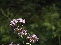 Origanum vulgare 34, Wilde marjolein, Saxifraga-Jan van der Straaten