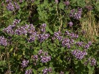 Origanum vulgare 35, Wilde marjolein, Saxifraga-Jan van der Straaten