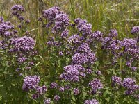 Origanum vulgare 36, Wilde marjolein, Saxifraga-Jan van der Straaten