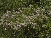 Origanum vulgare 4, Wilde marjolein, Saxifraga-Marijke Verhagen