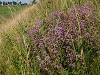 Origanum vulgare 40, Wilde marjolein, Saxifraga-Ed Stikvoort