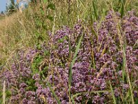 Origanum vulgare 41, Wilde marjolein, Saxifraga-Ed Stikvoort