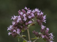 Origanum vulgare 45, Wilde marjolein, Saxifraga-Willem van Kruijsbergen