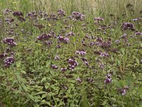 Origanum vulgare 47, Wilde marjolein, Saxifraga-Willem van Kruijsbergen